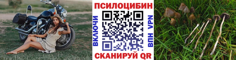 Псилоцибиновые грибы MAGIC MUSHROOMS  мега ССЫЛКА  Закаменск  сколько стоит 